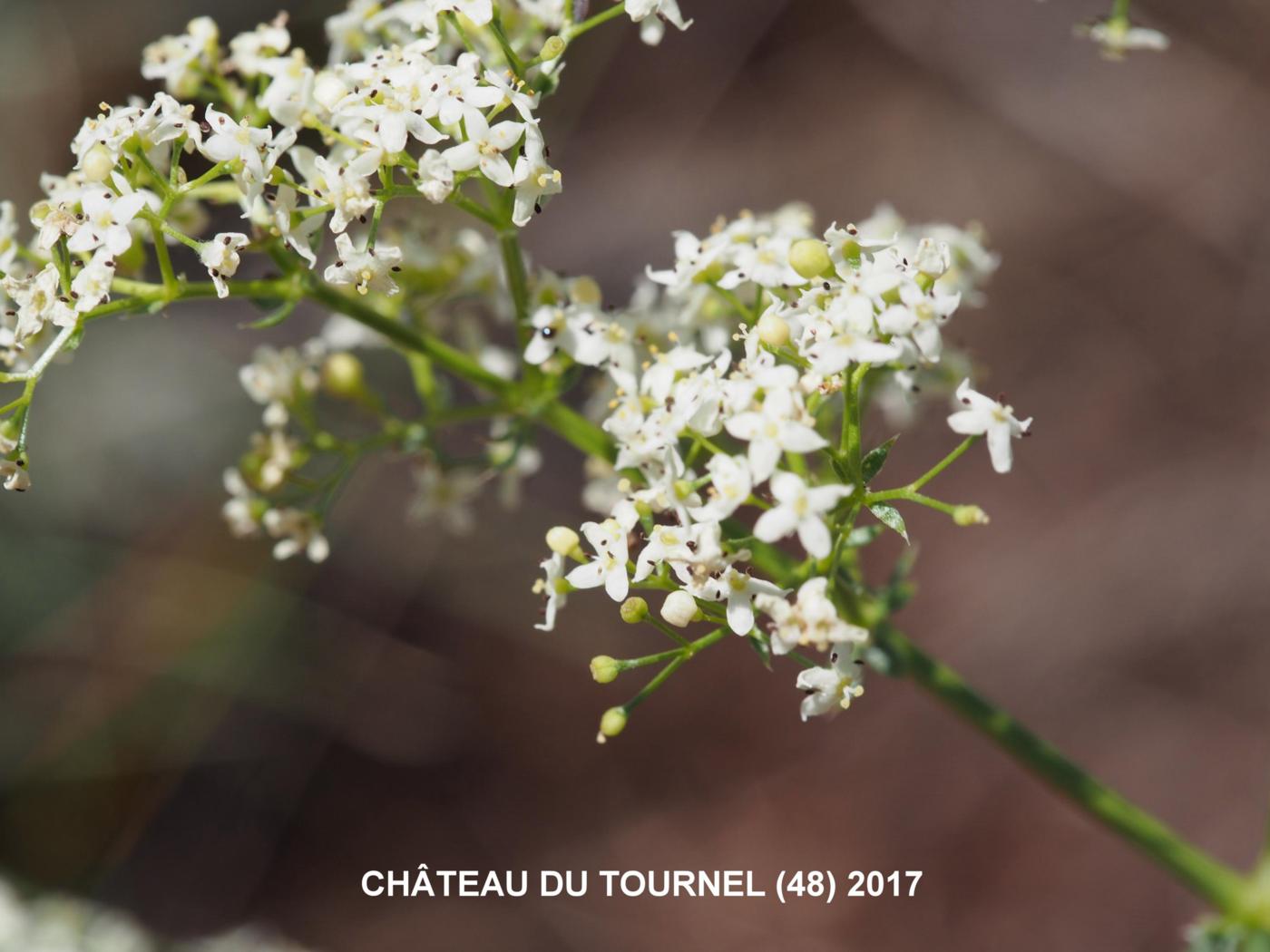 Bedstraw, Hedge flower